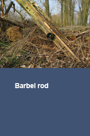 Barbel rod (report 5)
